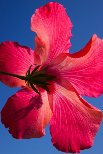 Hibiscus 7, Block Island, RI (3902 SA).jpg